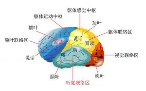 手面相知识 - 從生理學來驗證印堂部位的重要性