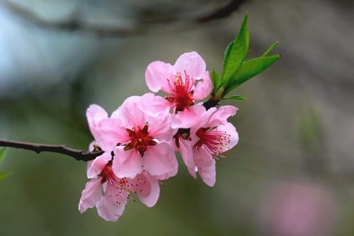 视频：催桃花与破桃花