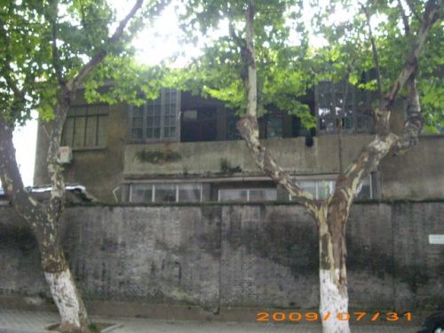 分家树官司树犯官非不利家庭感情风水